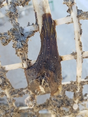 Calliactis parasitica