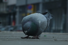 Columba livia domestica