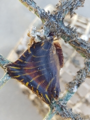 Calliactis parasitica