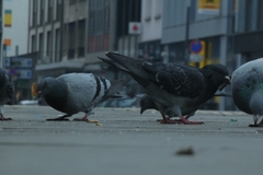 Columba livia domestica