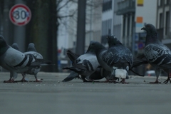 Columba livia domestica