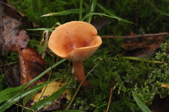Lactarius aurantiacus