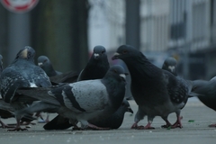 Columba livia domestica
