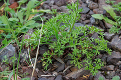 Anthemis chia