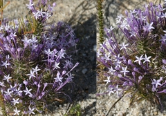 Merciera eckloniana