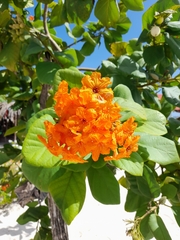 Cordia sebestena