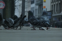 Columba livia domestica