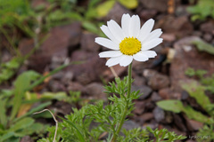 Anthemis chia