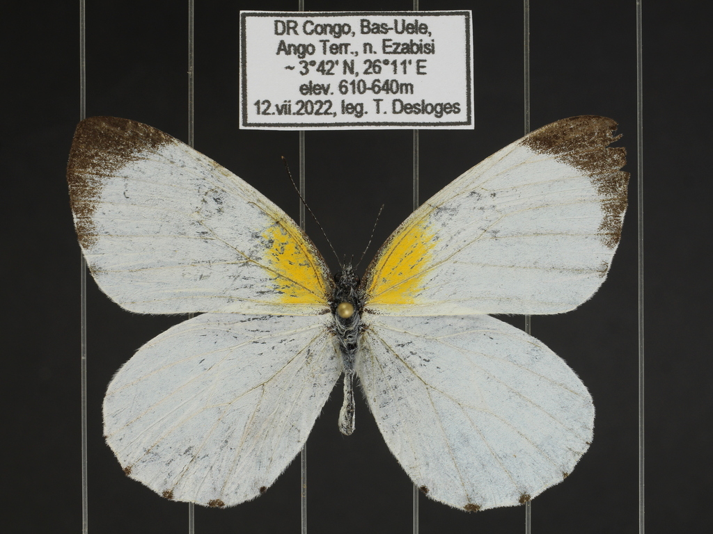 Mylothris maxima