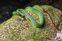 Trimeresurus popeiorum