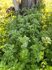 Veronica persica
