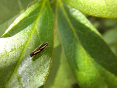 Sibovia