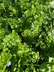 Veronica persica