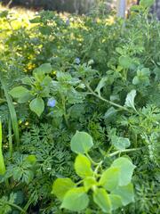 Veronica persica