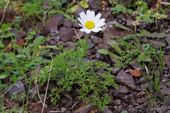 Anthemis chia