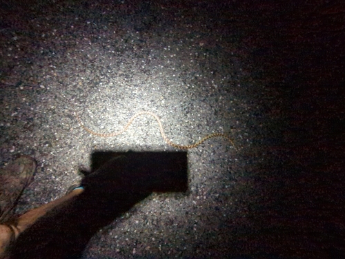 Brown Tree Snake sighting