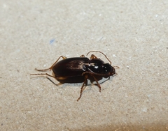 Synuchus