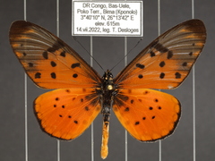 Acraea pseudegina