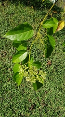 Premna foetida