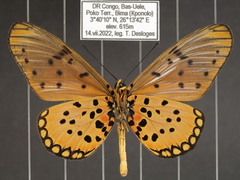 Acraea pseudegina