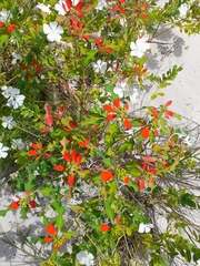 Euphorbia cyathophora image
