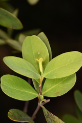 Wikstroemia indica