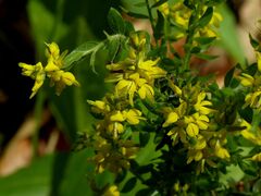 Genista germanica