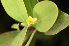 Wikstroemia indica