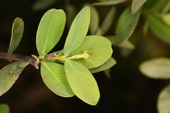 Wikstroemia indica