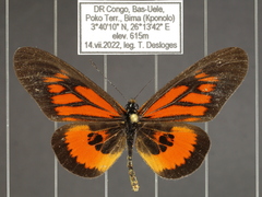 Acraea orinata