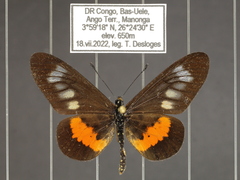 Acraea penelope