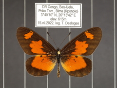 Acraea acerata