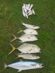 Caranx fischeri