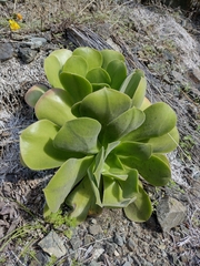 Aeonium canariense subsp. christii image