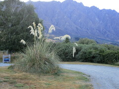 Austroderia richardii
