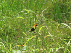 Euplectes hordeaceus