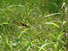 Euplectes hordeaceus