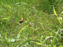 Euplectes hordeaceus