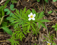 Anemonoides caerulea