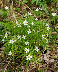 Anemonoides caerulea