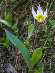Erythronium sibiricum