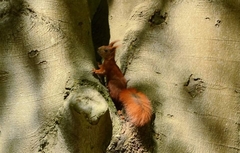 Sciurus vulgaris