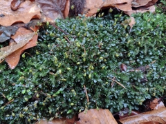 Rhizomnium punctatum