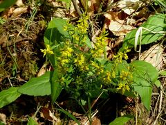 Genista germanica
