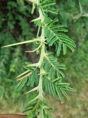 Vachellia rehmanniana