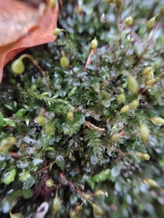 Rhizomnium punctatum