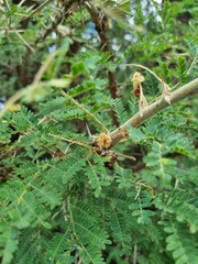 Vachellia rehmanniana