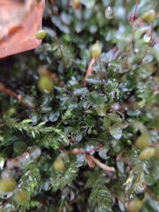 Rhizomnium punctatum