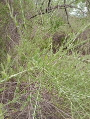 Cyclolepis genistoides