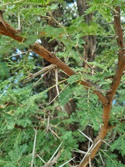 Vachellia rehmanniana